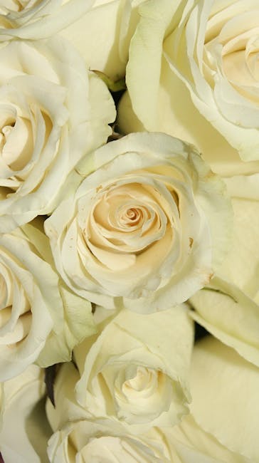 A close-up view of a bouquet of fresh, creamy white roses with softly curling petals and subtle green stems, arranged in a dense cluster. The roses are in full bloom, displaying delicate, velvety peta