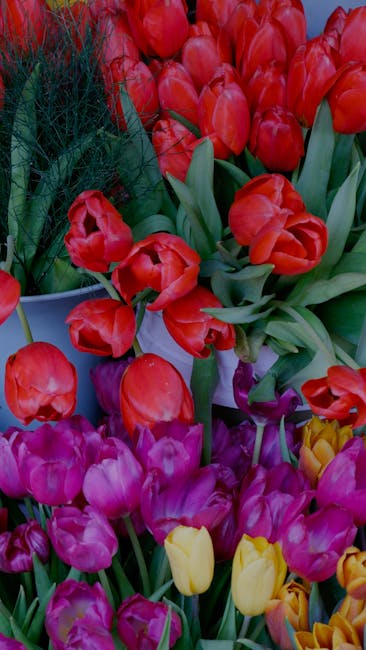 A vibrant floral arrangement featuring a variety of fresh tulips in bold red, pink, yellow, and purple hues. The tulips are densely packed together, showcasing their soft, smooth petals and green stem