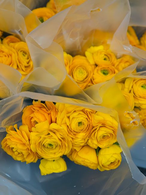 Close-up of several bouquets of fresh, vibrant yellow ranunculus flowers wrapped in translucent white tissue paper, with tightly layered petals and green stems visible at the base. The flowers are arr