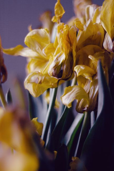 Close-up of yellow tulips with ruffled petals and long green stems, arranged in a floral bouquet. The flowers appear fresh with vibrant yellow petals and slight crinkling, indicative of natural textur
